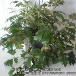 Location: Calgary home
Date: 2014-03-09 
This is the plant as a hanging basket.