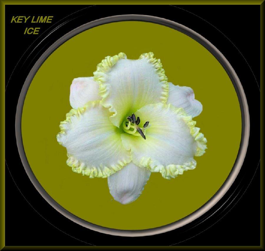 Photo of Daylily (Hemerocallis 'Key Lime Ice') uploaded by Joy