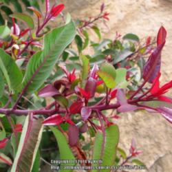 Location: Sage Ranch, Simi Valley, California
Date: 2012-04-14
New growth is red