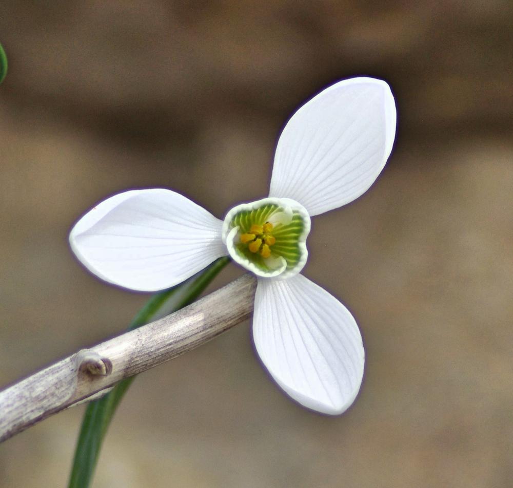 Photo of Snowdrop (Galanthus 'S. Arnott') uploaded by dirtdorphins