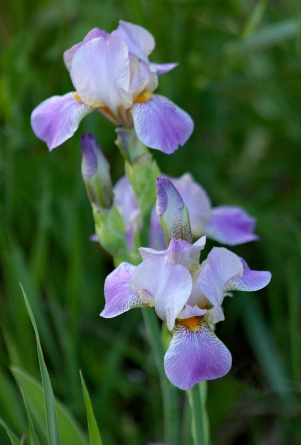 Photo of Miniature Tall Bearded Iris (Iris 'Elfin Shadows') uploaded by irisarian
