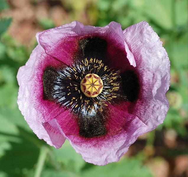 Photo of Opium Poppy (Papaver somniferum) uploaded by robertduval14