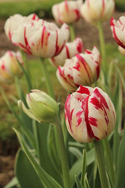 Photo of Peony-FloweredTulip (Tulipa 'Carnaval de Nice') uploaded by robertduval14