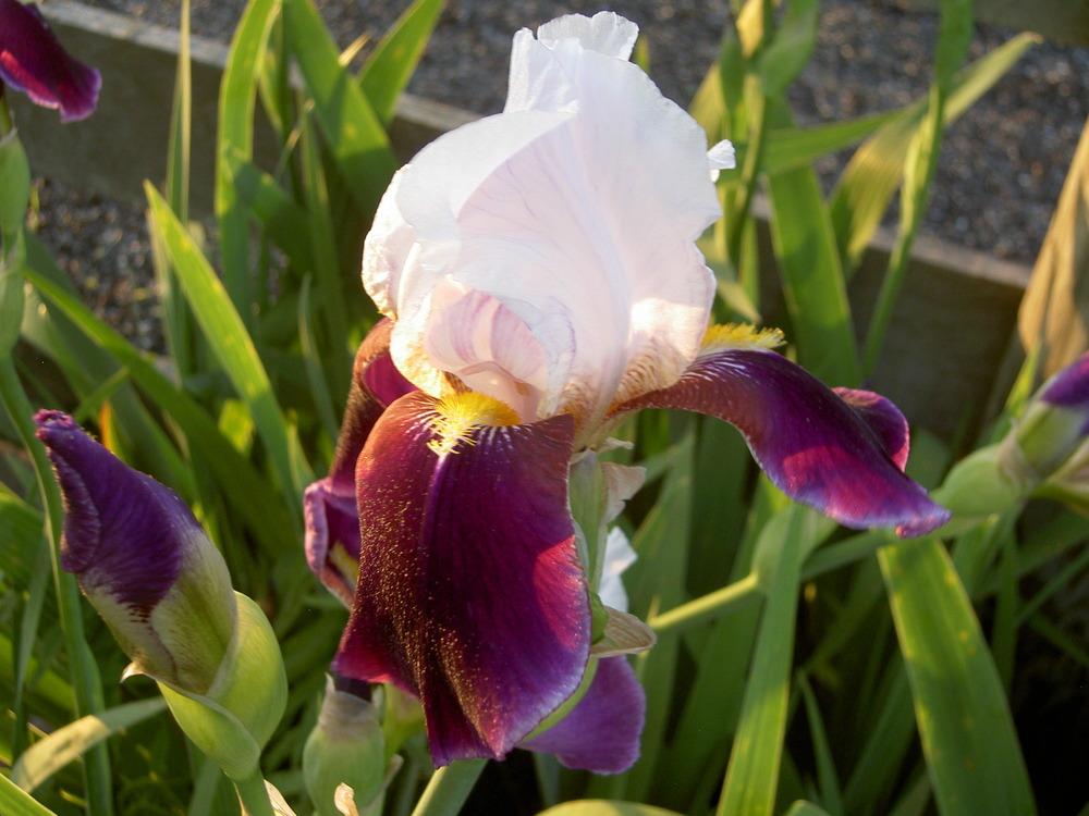 Photo of Tall Bearded Iris (Iris 'Bright Hour') uploaded by Muddymitts