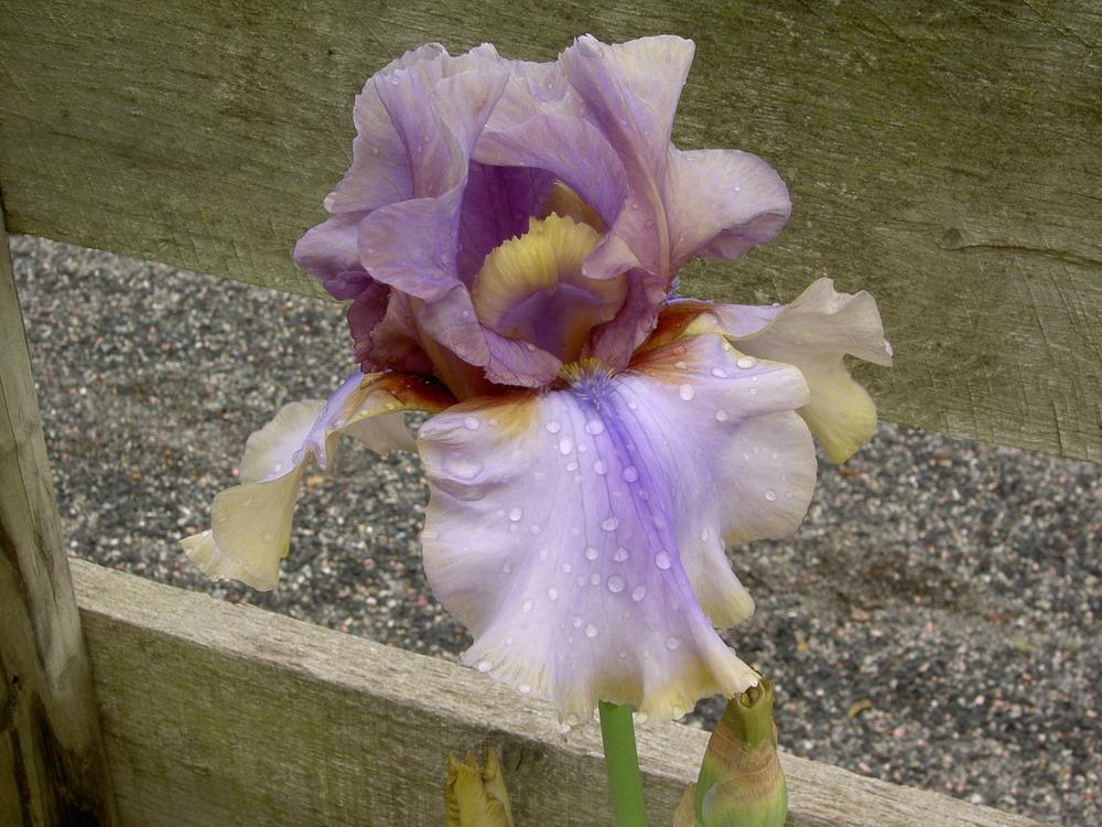 Photo of Tall Bearded Iris (Iris 'American Maid') uploaded by Muddymitts