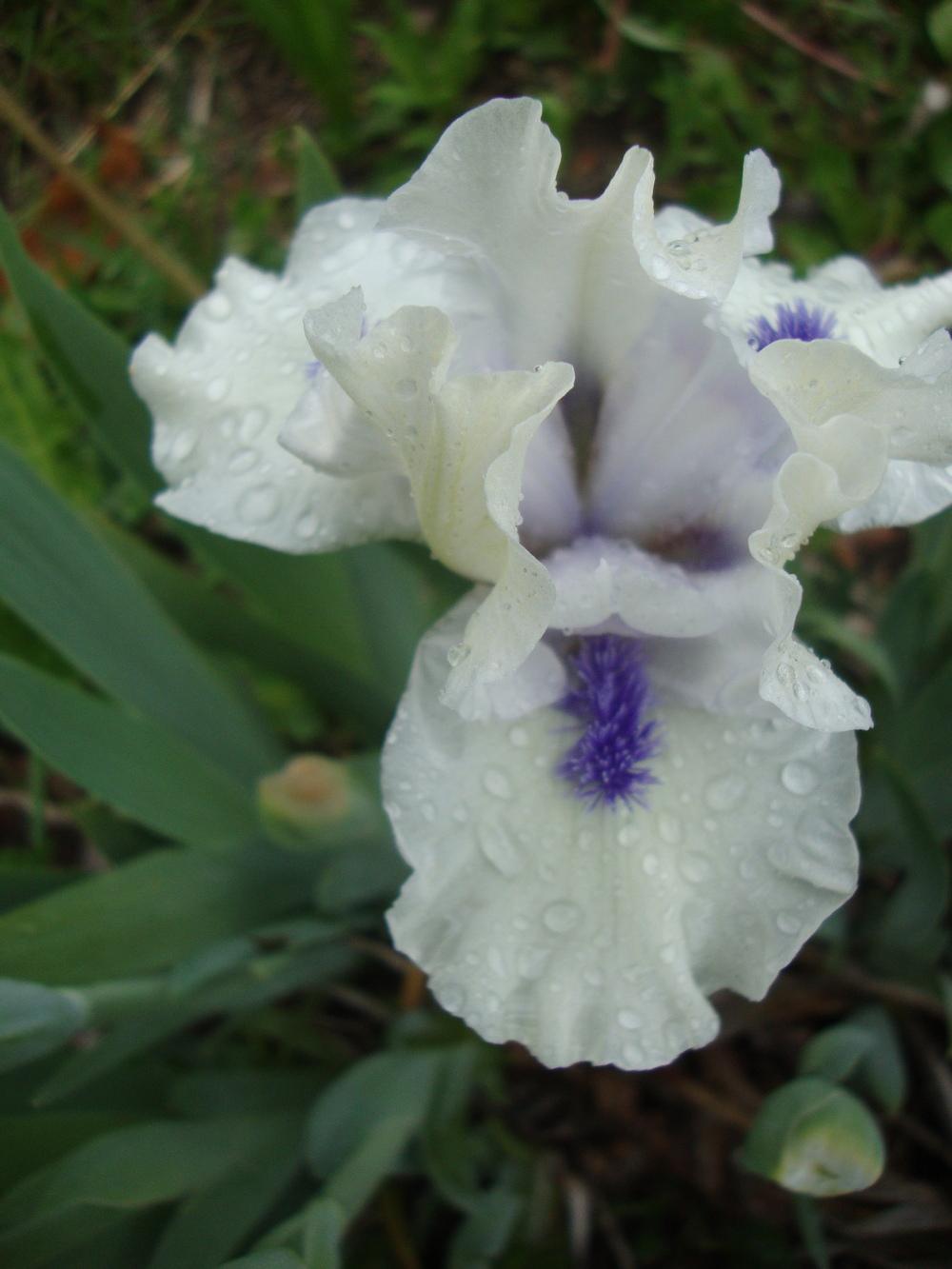 Photo of Standard Dwarf Bearded Iris (Iris 'Bluebeard's Ghost') uploaded by Paul2032