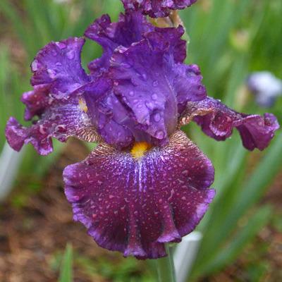 Photo of Tall Bearded Iris (Iris 'Child of Royalty') uploaded by brettbarney73