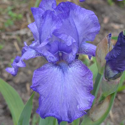 Photo of Tall Bearded Iris (Iris 'Pandora's Purple') uploaded by brettbarney73