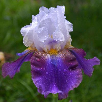 Photo of Tall Bearded Iris (Iris 'Chiricahua Canyon') uploaded by brettbarney73