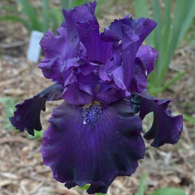 Photo of Tall Bearded Iris (Iris 'Plum Poodle') uploaded by brettbarney73