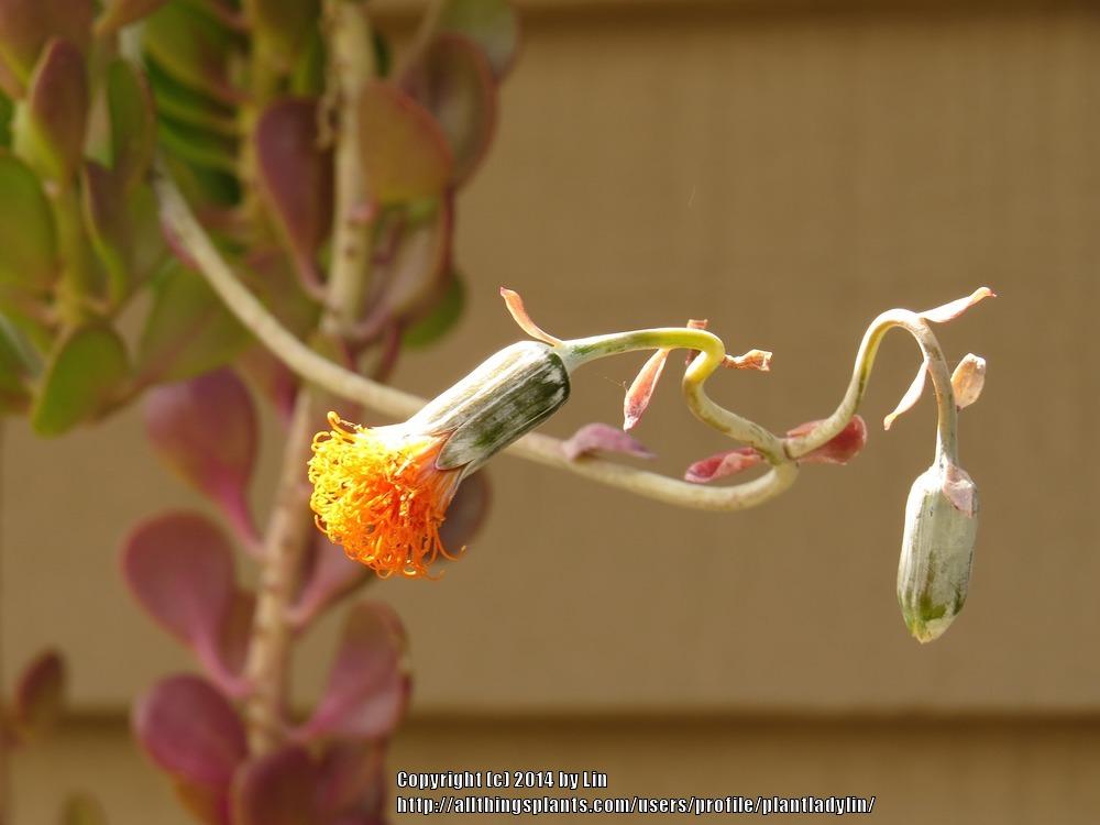 Photo of Trailing Jade (Kleinia petraea) uploaded by plantladylin