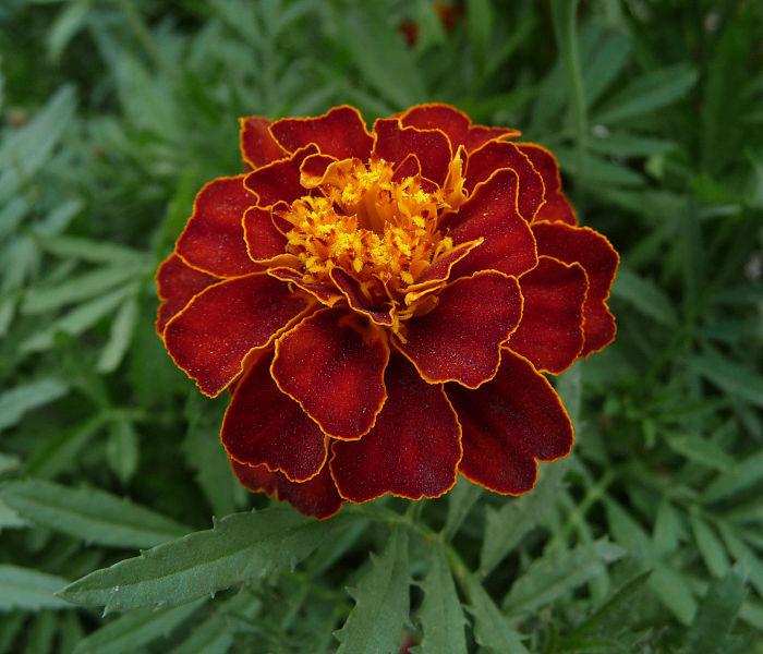 Photo of African Marigold (Tagetes erecta) uploaded by robertduval14