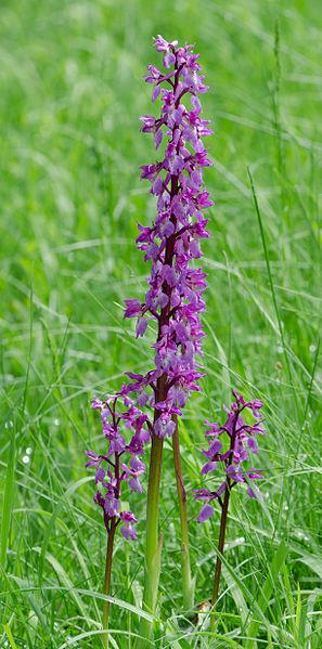 Photo of Early Purple Orchid (Orchis mascula) uploaded by robertduval14