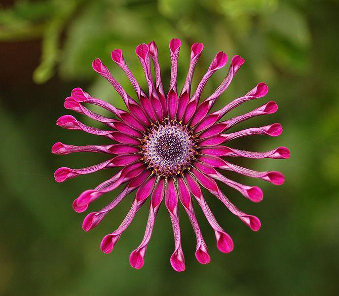 Photo of African Daisy (Osteospermum ecklonis Deluxe FlowerPower® Spider Purple) uploaded by robertduval14