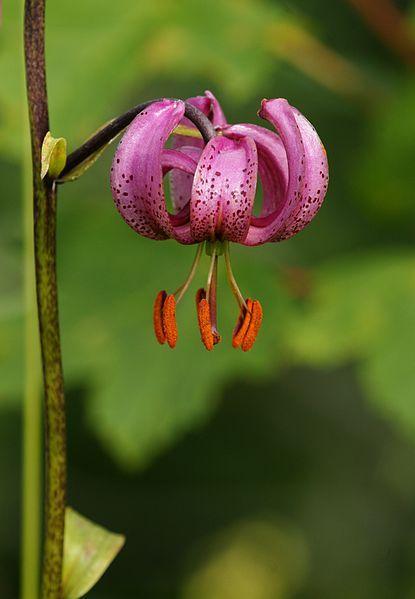 Photo of Martagon Lily (Lilium martagon) uploaded by robertduval14