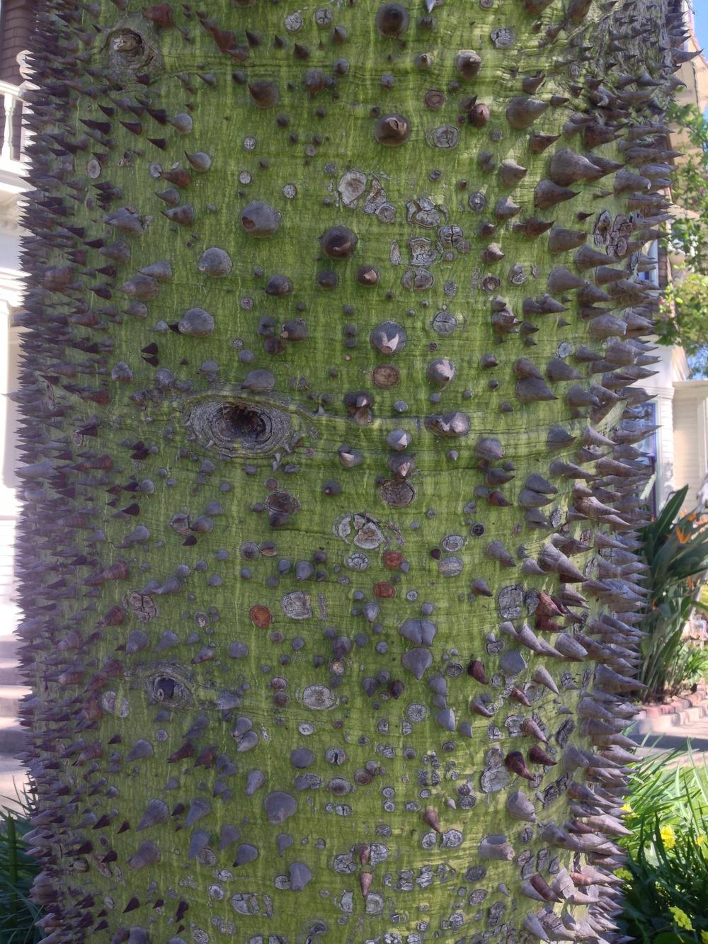 Photo of Floss Silk Tree (Ceiba speciosa) uploaded by HamiltonSquare