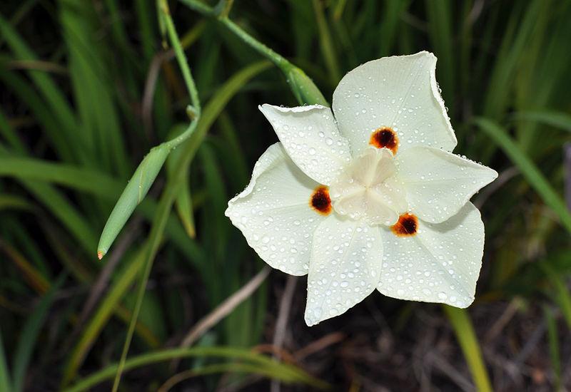 Photo of African Iris (Dietes bicolor) uploaded by robertduval14