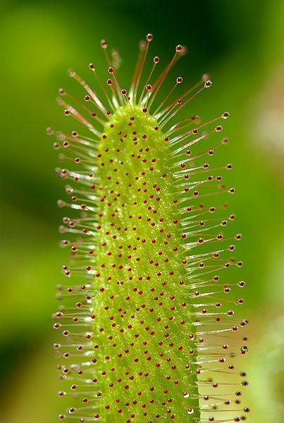 Photo of Cape Sundew (Drosera capensis) uploaded by robertduval14