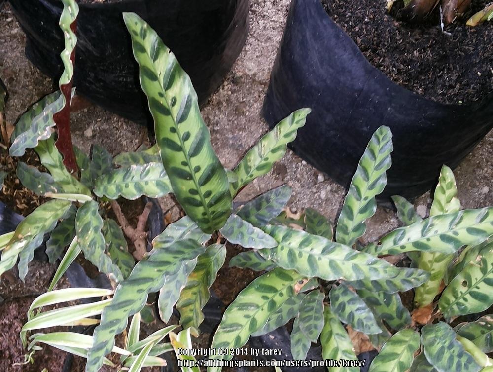 Photo of Rattlesnake Plant (Goeppertia insignis) uploaded by tarev
