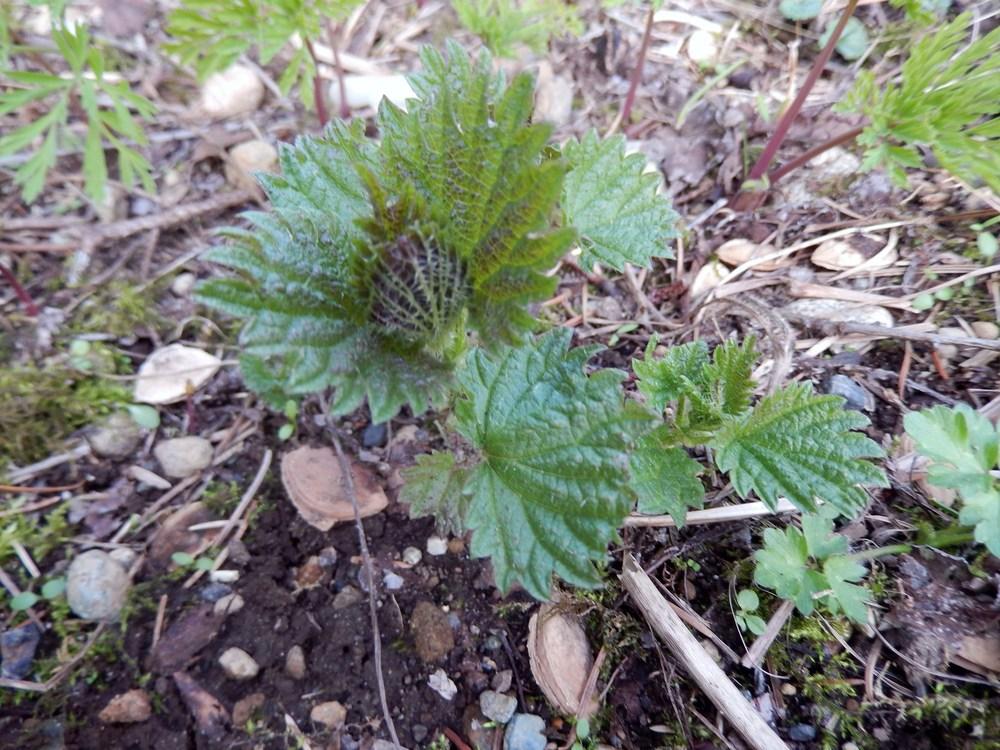 Photo of Stinging Nettle (Urtica dioica) uploaded by Bonehead
