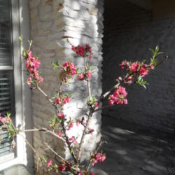 Location: Austin ,TX
Date: 2014-03-13
Dwarf peach tree in pot