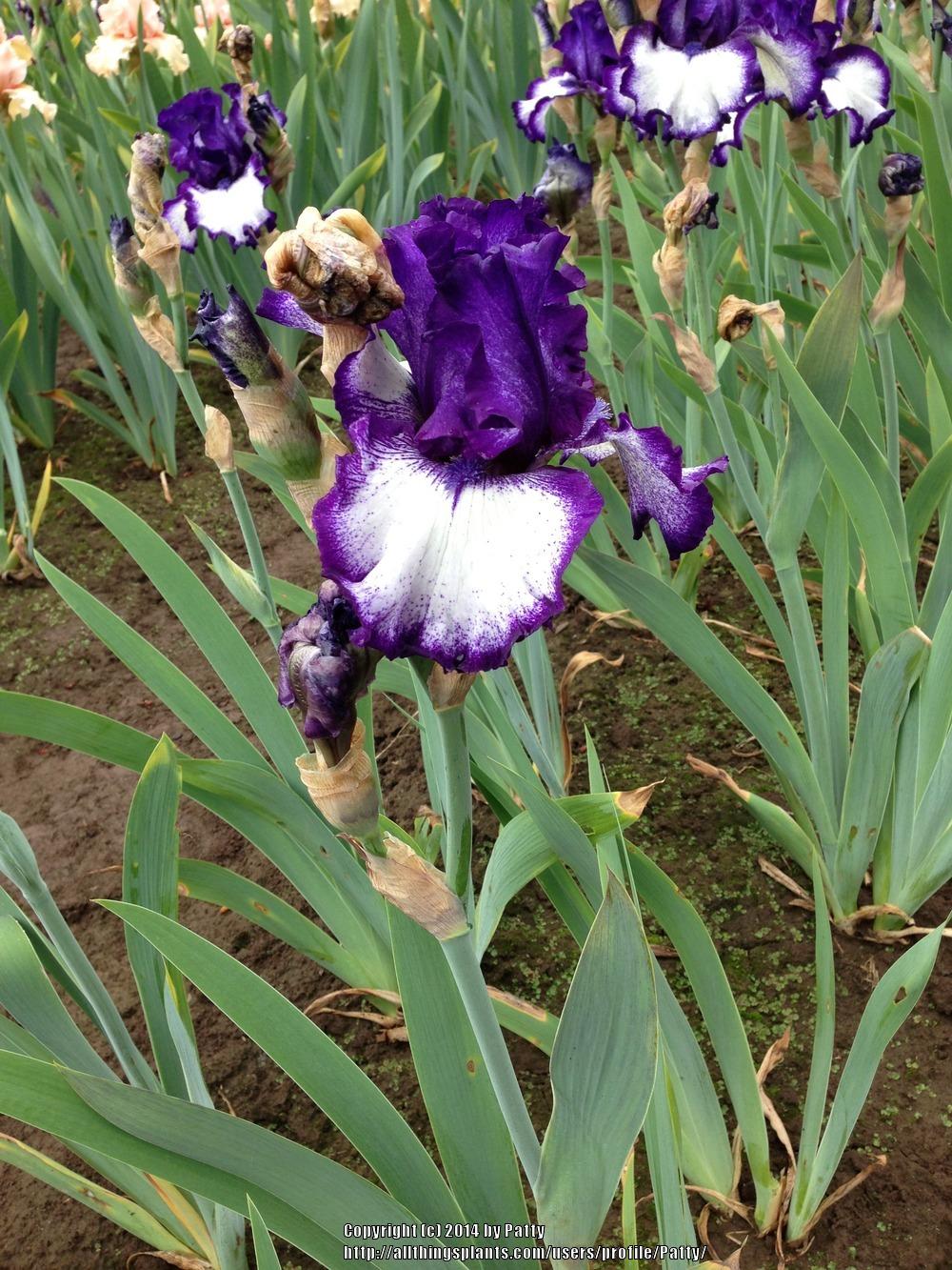 Photo of Tall Bearded Iris (Iris 'Penguin Party') uploaded by Patty