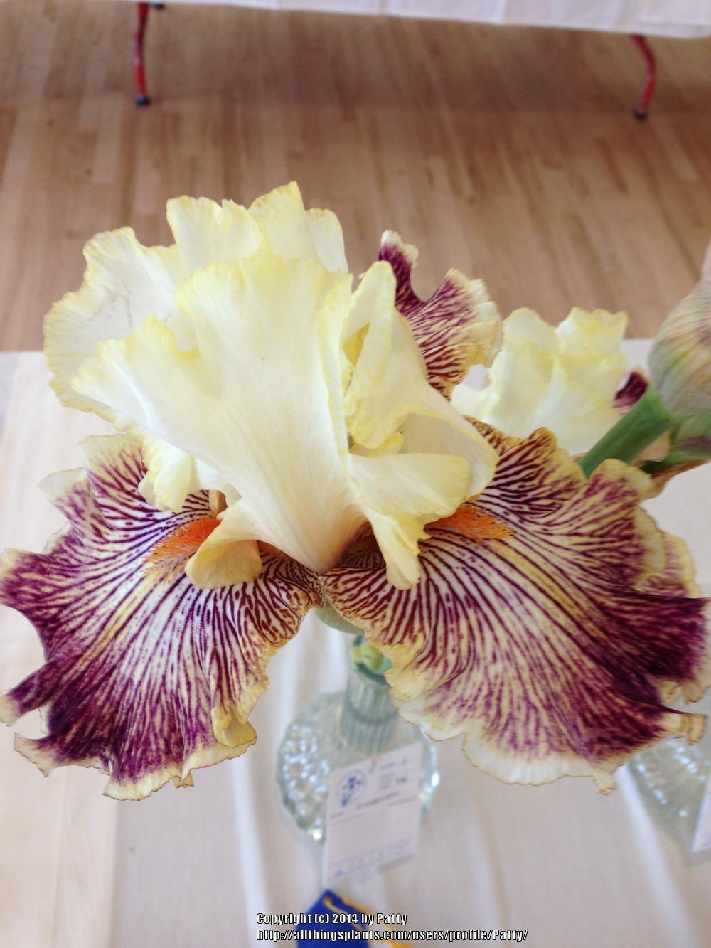 Photo of Tall Bearded Iris (Iris 'Insaniac') uploaded by Patty