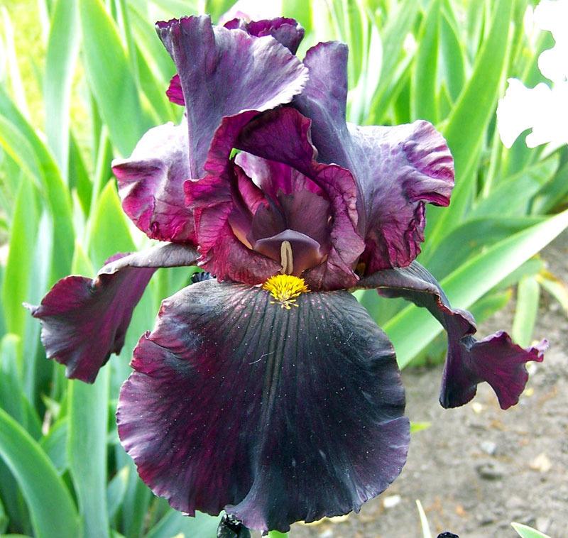 Photo of Tall Bearded Iris (Iris 'Men in Black') uploaded by TBGDN