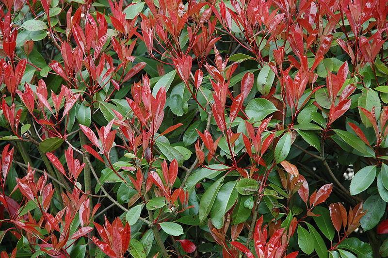 Photo of Red-Tipped Photinia (Photinia 'Fraseri') uploaded by robertduval14