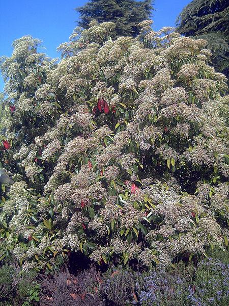 Photo of Chinese Photinia (Photinia serratifolia) uploaded by robertduval14