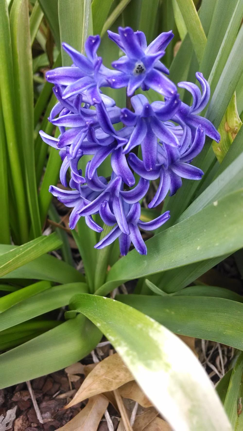 Photo of Hyacinths (Hyacinthus) uploaded by sarahbugw