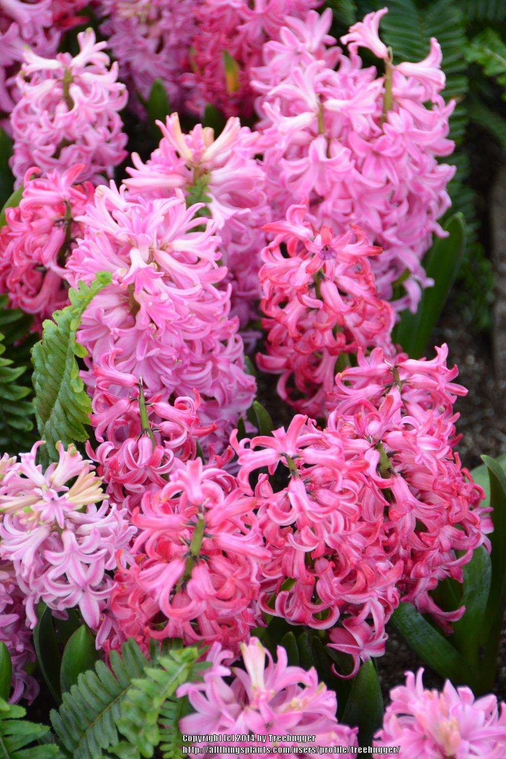 Photo of Dutch Hyacinth (Hyacinthus orientalis 'Pink Pearl') uploaded by treehugger