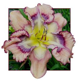 Photo of Daylily (Hemerocallis 'Outer Space') uploaded by Calif_Sue