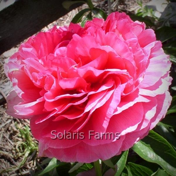 Photo of Peony (Paeonia 'Rose Heart') uploaded by Calif_Sue