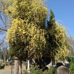 Location: Historic Rose Garden, Historic City Cemetery, Sacramento CA.
Date: 2014-03-15