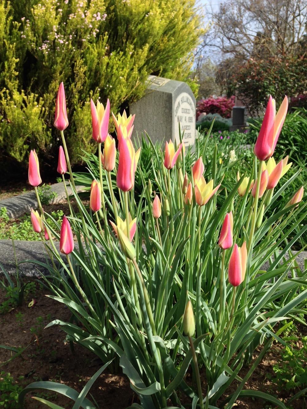 Photo of Lady Tulip (Tulipa clusiana) uploaded by HamiltonSquare