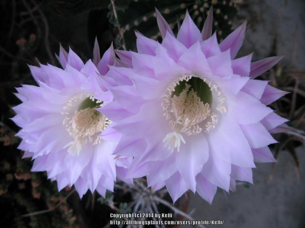 Photo of Echinopsis Hybrid (Echinopsis 'Los Angeles') uploaded by Kelli