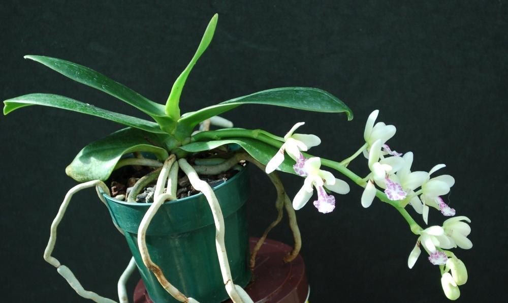 Photo of Nago-Ran (Phalaenopsis japonica) uploaded by Ursula