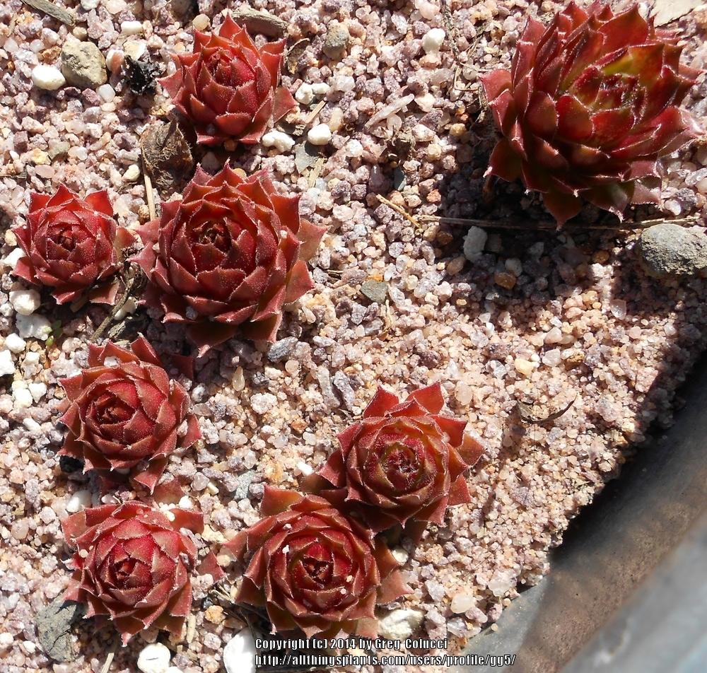 Photo of Hen and Chicks (Sempervivum 'Sioux') uploaded by gg5