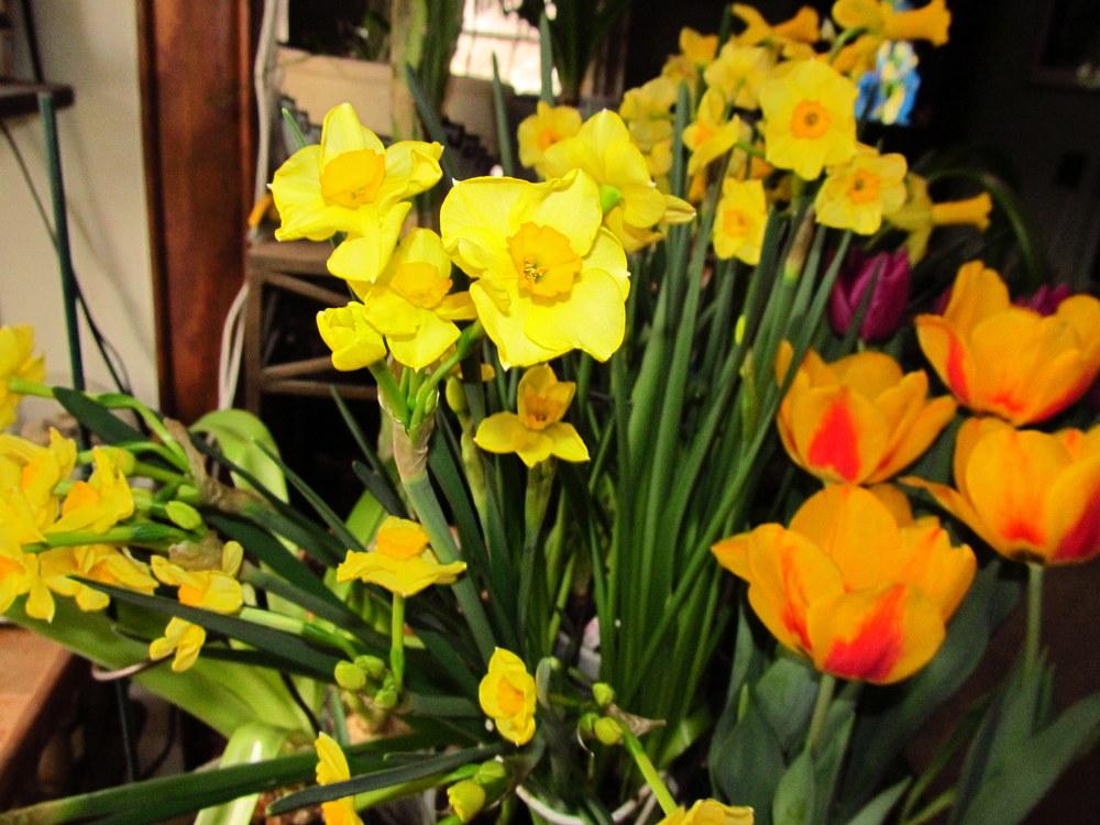 Photo of Tazetta Daffodil (Narcissus 'Golden Dawn') uploaded by jmorth