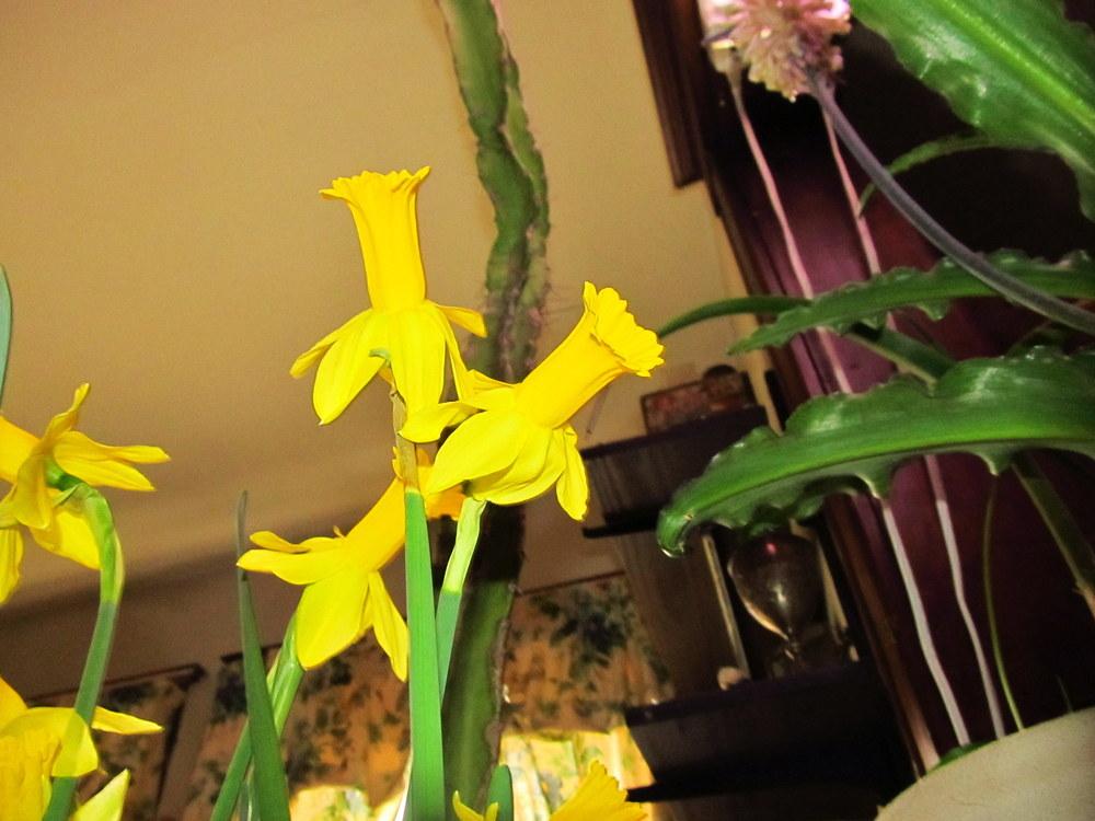 Photo of Cyclamineus Daffodil (Narcissus 'Tweety Bird') uploaded by jmorth