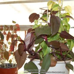 
Date: 2014-03-11
Several Philodendrons enjoying winter in a north window.