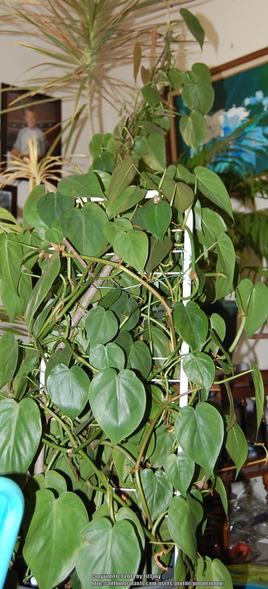 Photo of Heart Leaf Philodendron (Philodendron hederaceum var. oxycardium) uploaded by purpleinopp