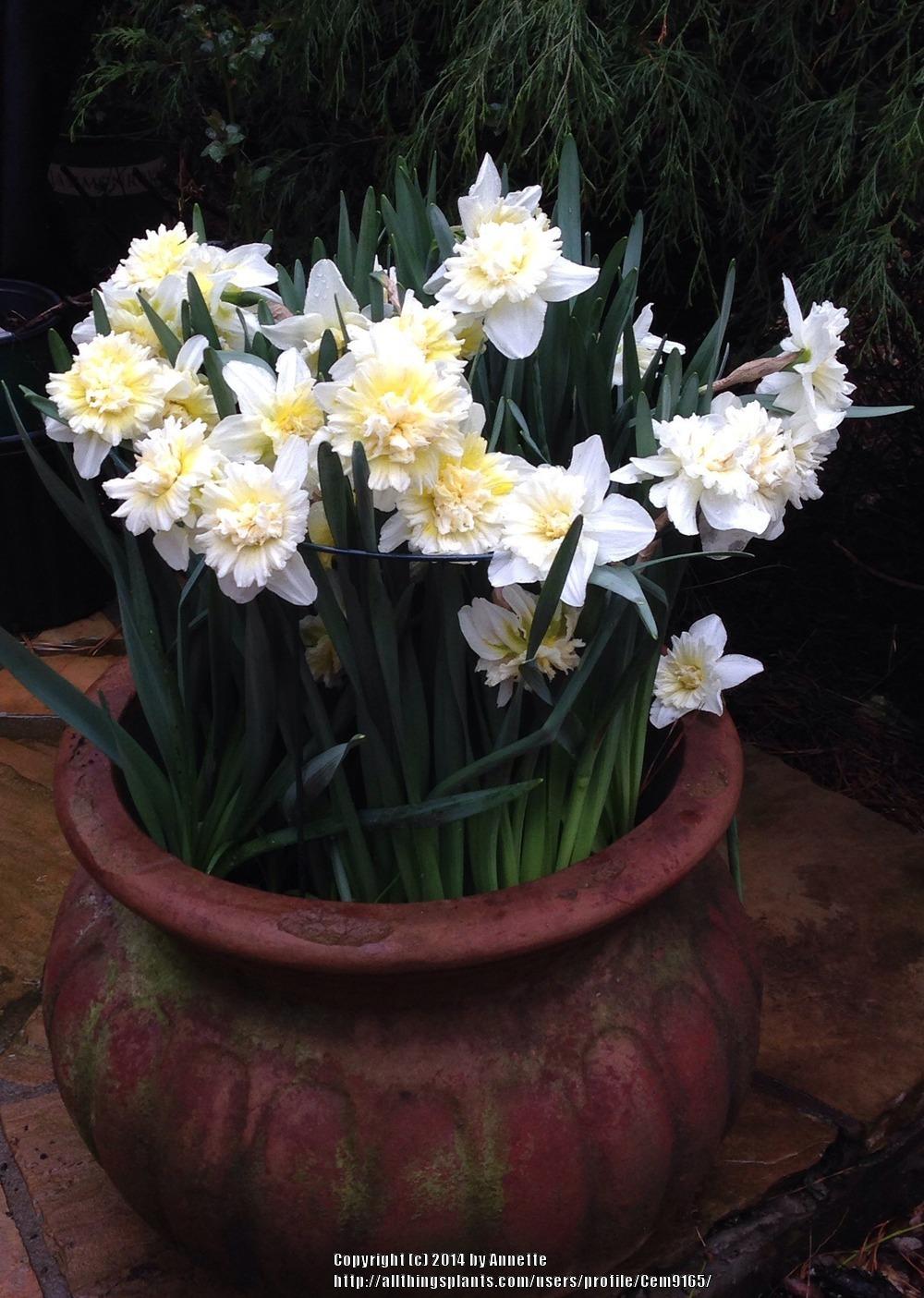 Photo of Double Daffodil (Narcissus 'Ice King') uploaded by Cem9165