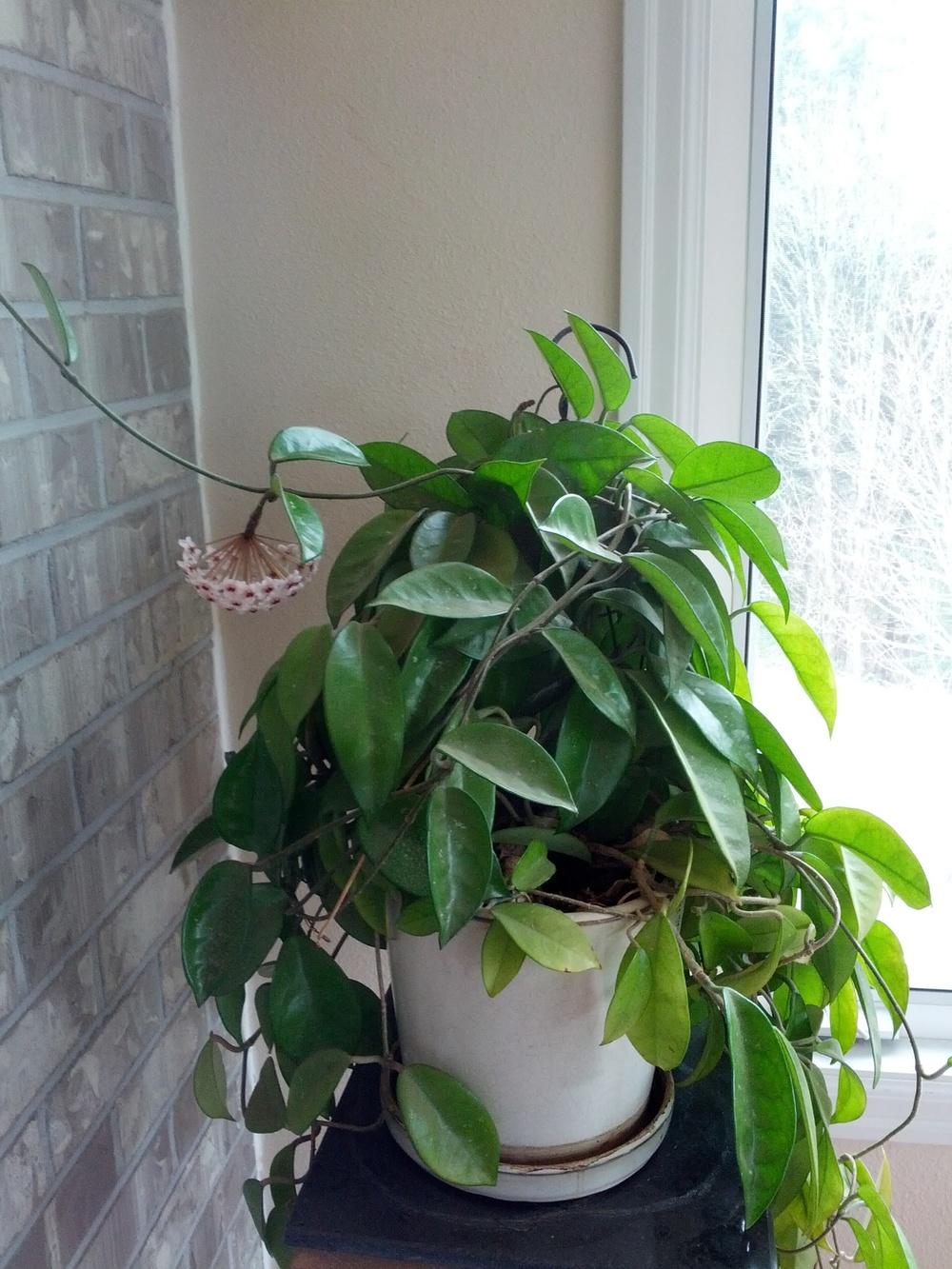 Photo of Wax Plant (Hoya carnosa) uploaded by Toni