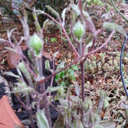 Location: Colleyville Texas Zone 8a
Date: 2014-03-15
Pink Champagne is one of the earliest  clematis to form buds in t