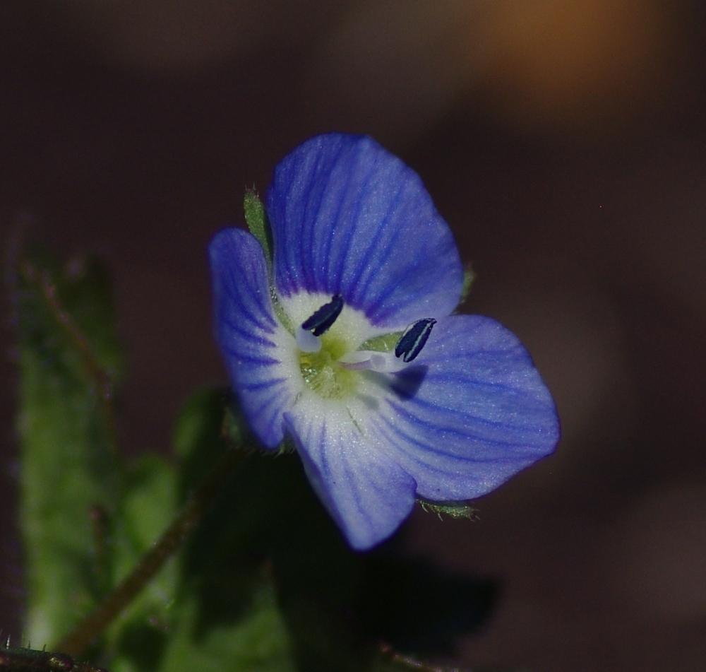 Photo of Persian Speedwell (Veronica persica) uploaded by dirtdorphins