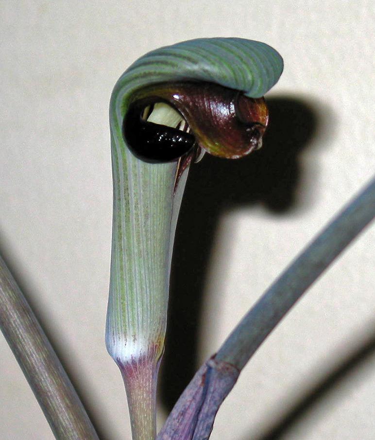 Photo of Cobra Lily (Arisaema ringens) uploaded by eclayne