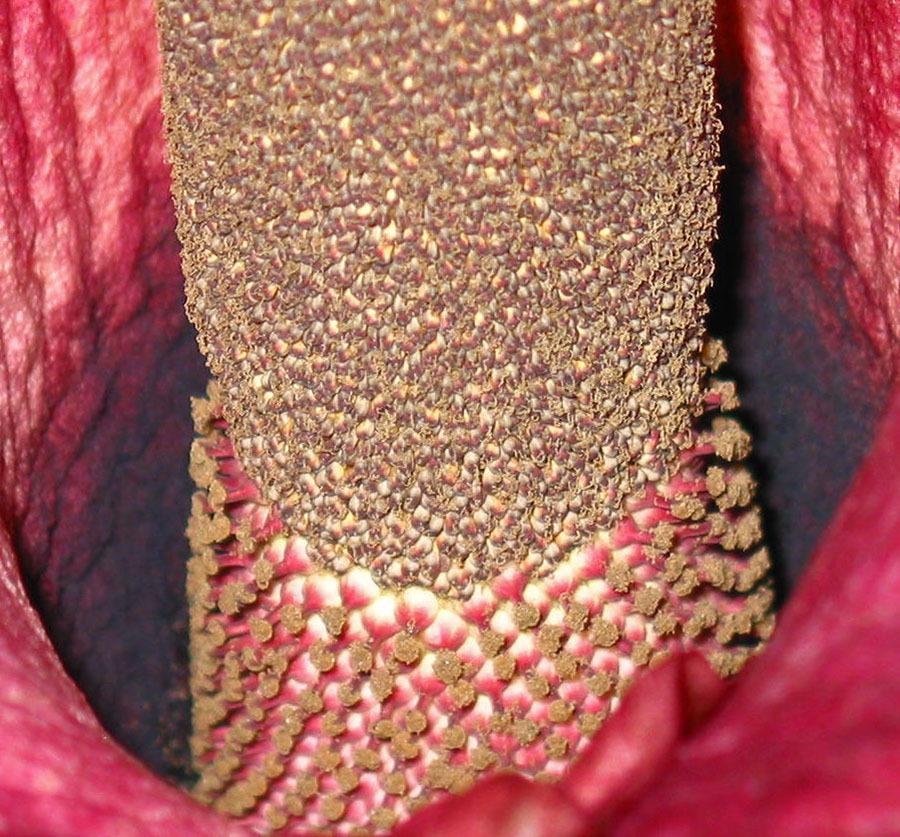 Photo of Voodoo Lily (Amorphophallus konjac) uploaded by eclayne