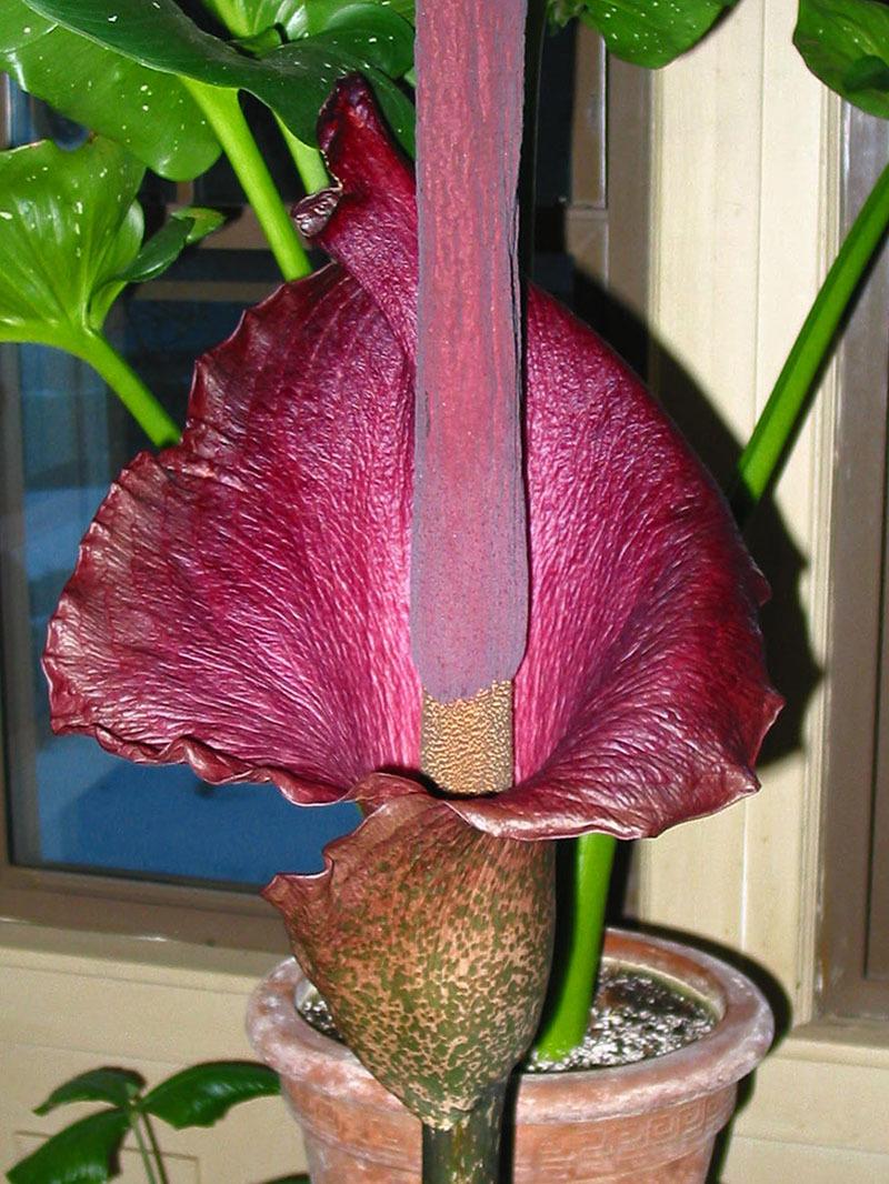Photo of Voodoo Lily (Amorphophallus konjac) uploaded by eclayne